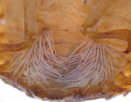 Water-penny Beetle Larvae